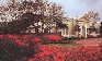 Azalea Trail