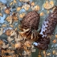 Image description: a close-up photograph of seed cones and fallen leaves in shades of light brown and light orange on the frozen surface of water. In the lower left corner is a transparent black rectangle with the words Peitho Volume 25.2 Winter 2023 in the same light orange as the leaves