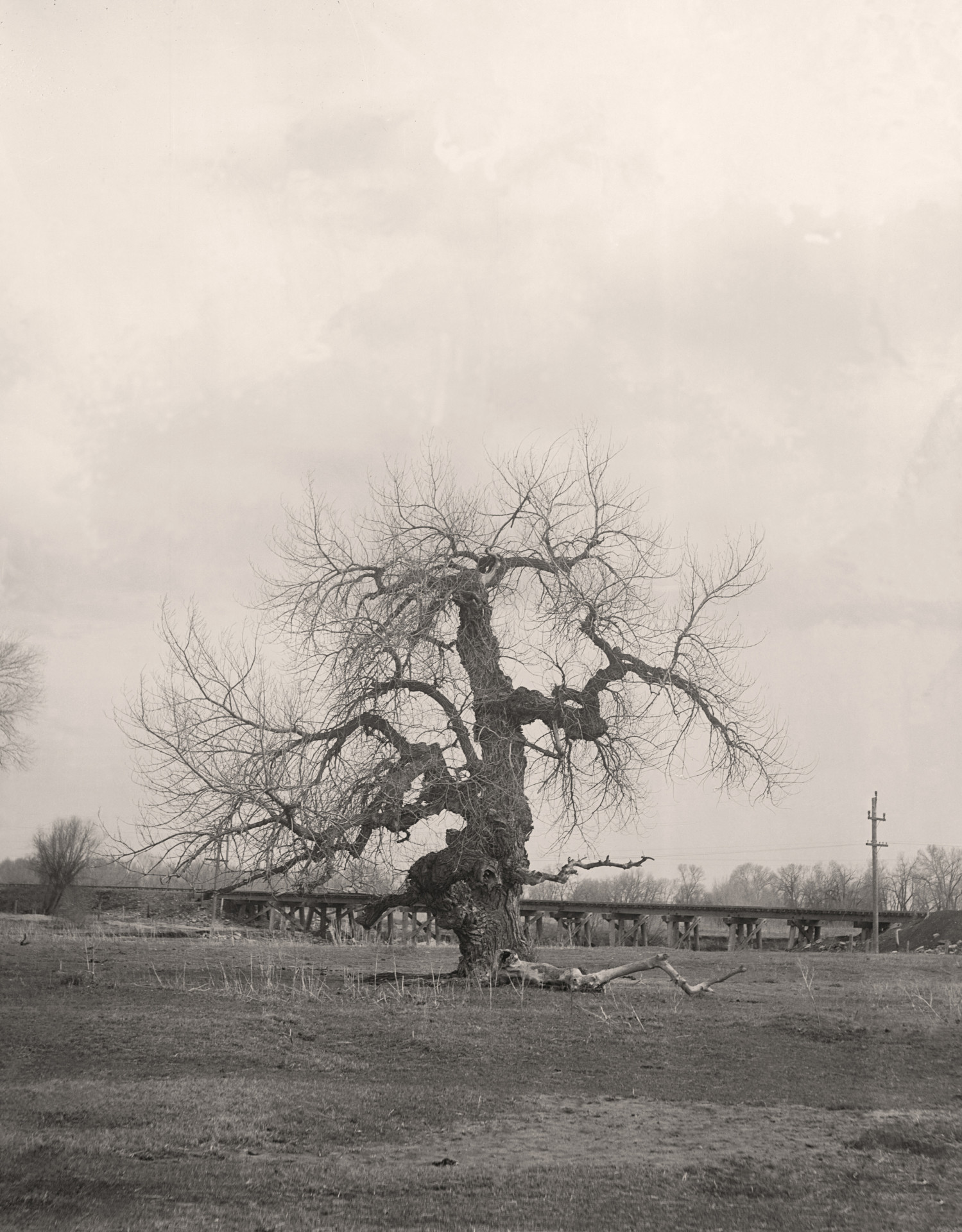 The Council Tree in Fort Collins, Colorado Council Tree